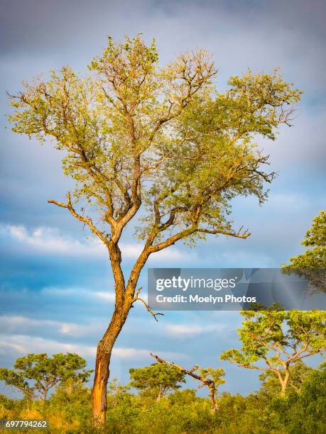 Marapa Tree 65 Marula Tree Stock Photos, High-Res Pictures, and Images - Getty Images
