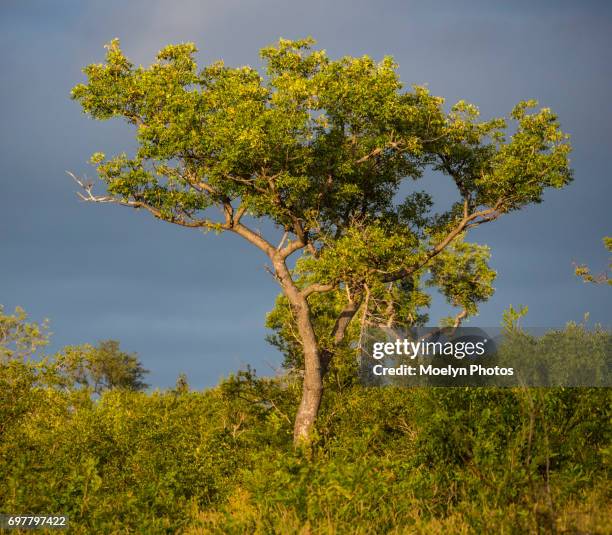 Marula Treee 68 Marula Tree Stock Photos, High-Res Pictures, and Images - Getty Images
