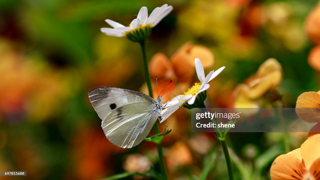 Cabbage Butterfly on Daisy