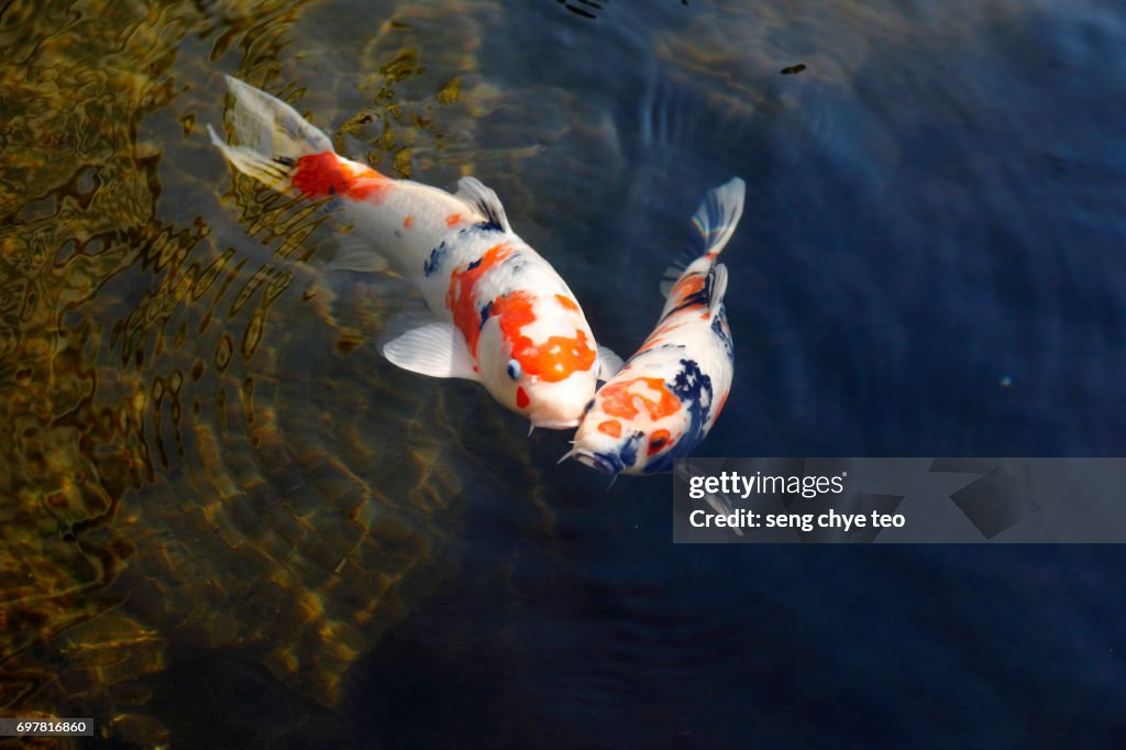 Koi carp