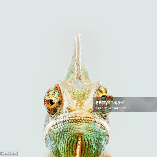 cute chameleon looking at camera - animal stock pictures, royalty-free photos & images
