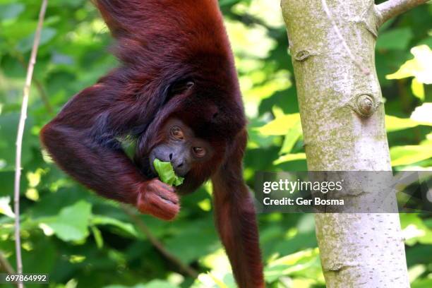 venezuelan red howler monkey feeding - howler monkey stock pictures, royalty-free photos & images