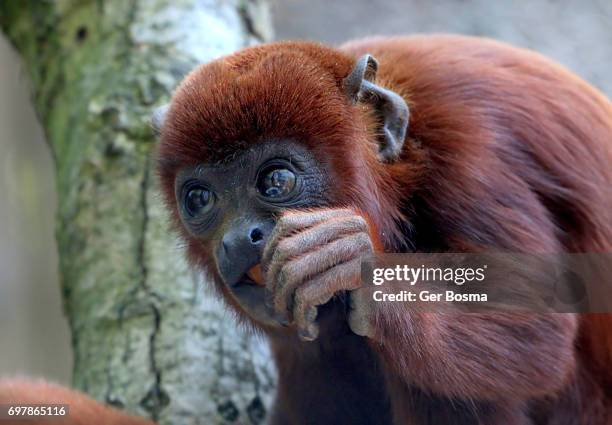 venezuelan red howler monkey - howler monkey stock pictures, royalty-free photos & images