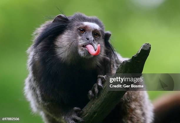 black-tufted marmoset sticking out tongue - monkey stock pictures, royalty-free photos & images