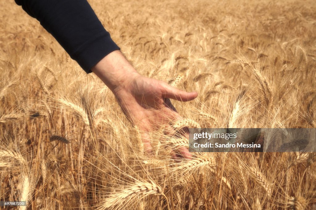 Harvesting in Sicily