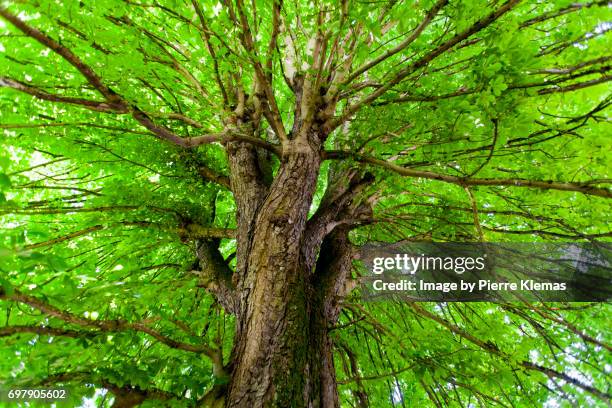 under the chestnut tree - kastanie laubbaum stock-fotos und bilder