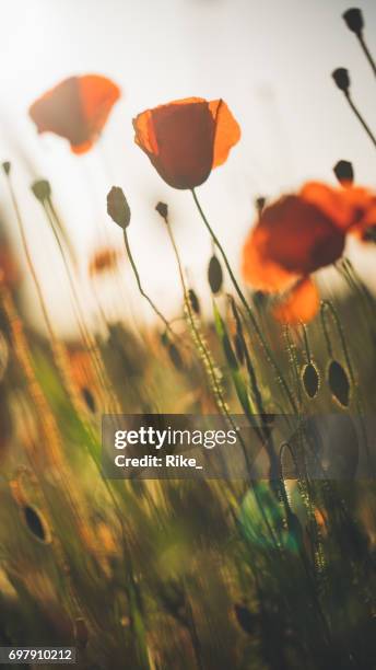 red poppy in beautiful sunset against the dusk - corn poppy stock pictures, royalty-free photos & images