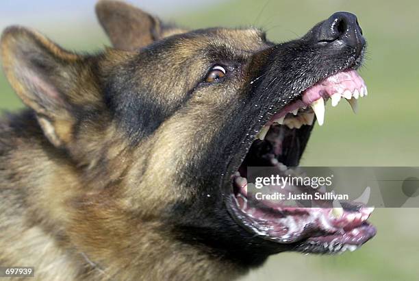 German Shepard bares its teeth during Schutzhund attack dog training at Witmer-Tyson Imports February 14, 2002 in Newark, CA. The trial of Marjorie...