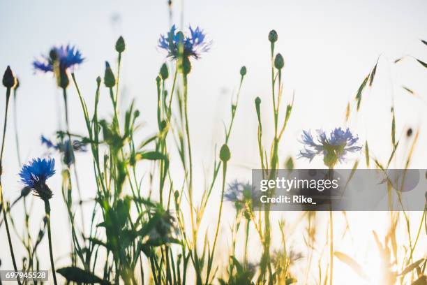 kornblume im wunderschönen sonnenuntergang vor der dämmerung - kornblume stock-fotos und bilder