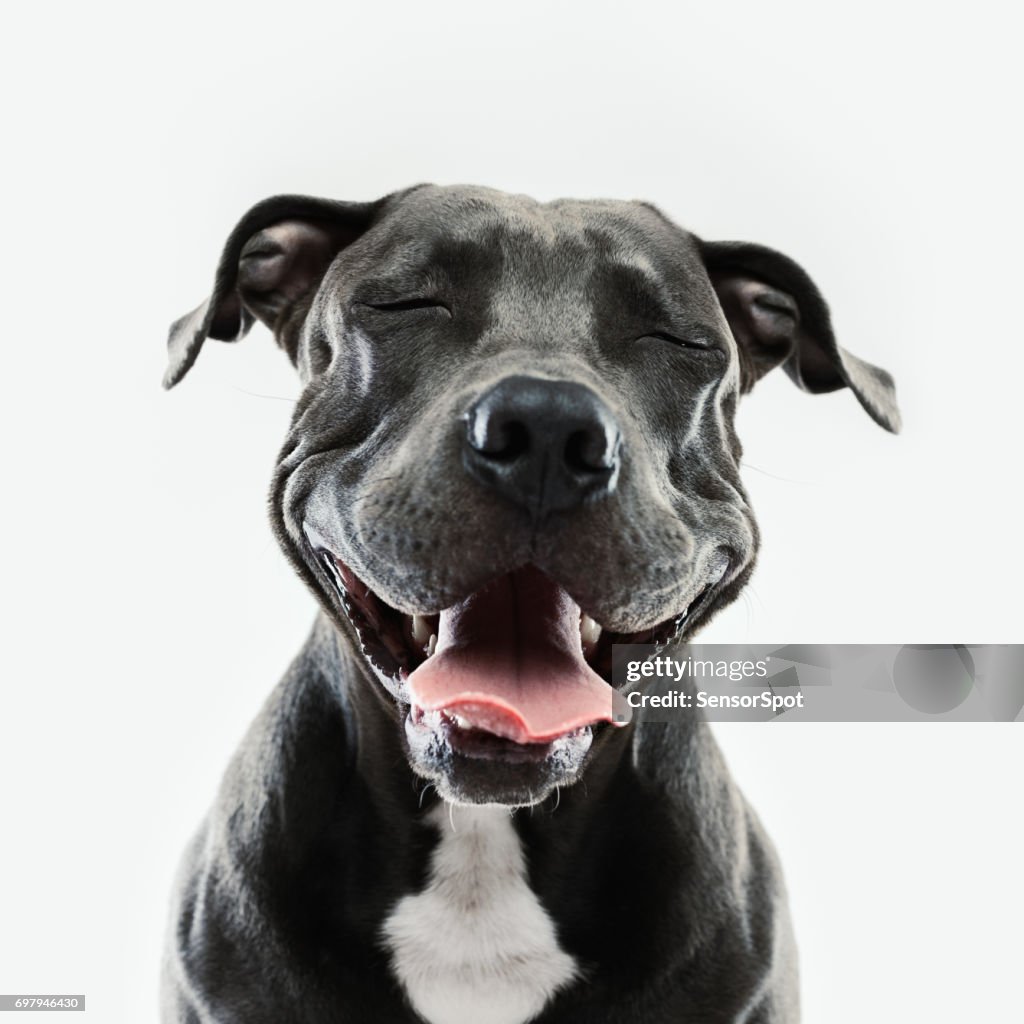 Retrato de perro Pitbull con expresión humana