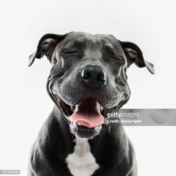 retrato de perro pitbull con expresión humana - perro fotografías e imágenes de stock
