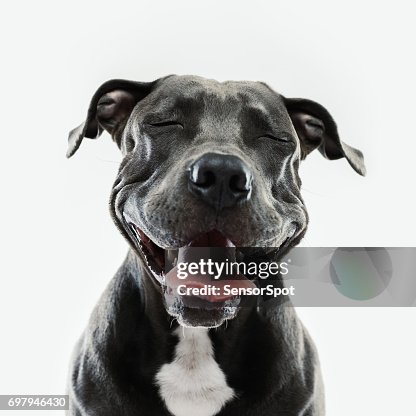 24,910 Animals Making Funny Faces Photos and Premium High Res Pictures - Getty Images 24,910 Animals Making Funny Faces Photos and Premium High Res Pictures - Getty Images