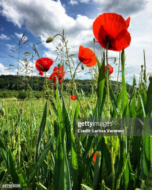 meadow with poppies - larissa veronesi - fotografias e filmes do acervo