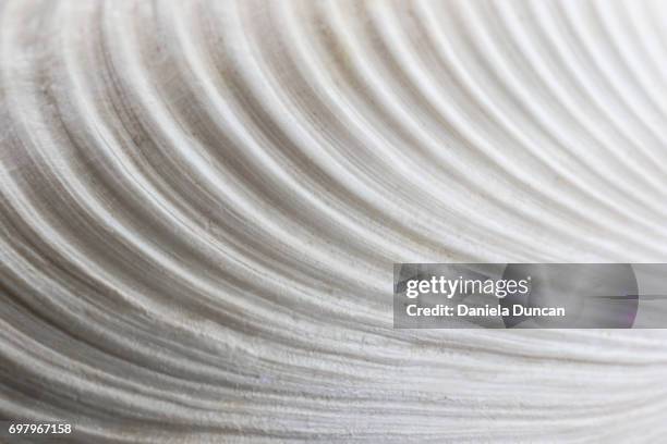 seashell macro - shells stock pictures, royalty-free photos & images