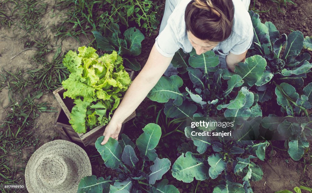 収穫の家の庭の野菜を保存する若い女性