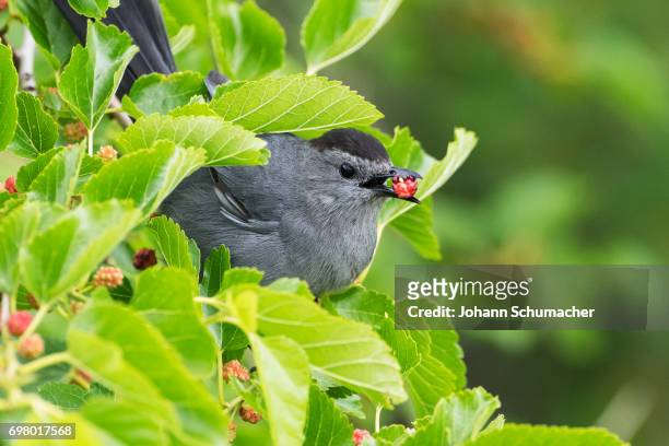 gray catbird with mulberry - gray catbird stock pictures, royalty-free photos & images