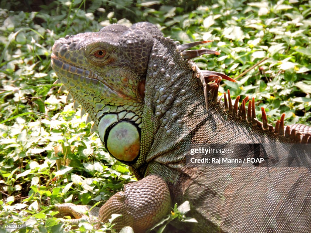 Close-up of a iguana