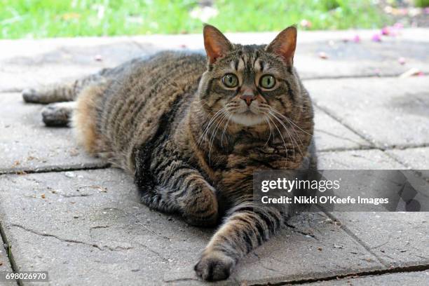 overweight tabby cat - corporatura larga foto e immagini stock