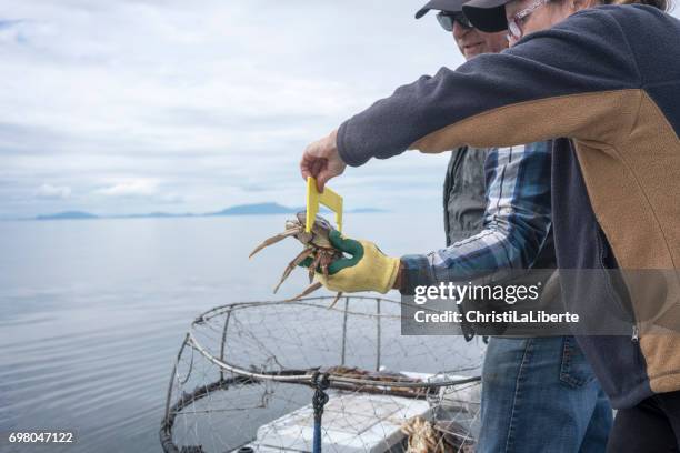 measuring a crab - crab stock pictures, royalty-free photos & images