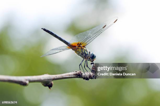 female blue dasher dragonfly with prey - blue-dragonfly stock pictures, royalty-free photos & images