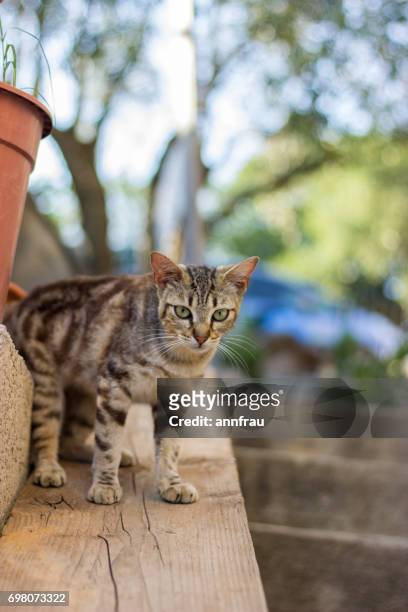kitty cat - annfrau stock pictures, royalty-free photos & images