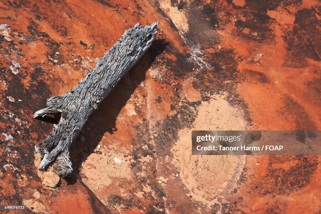 Old log on red sandstone