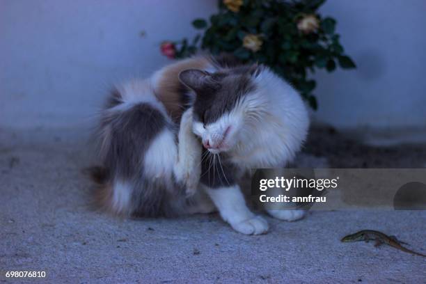 scratch - annfrau stockfoto's en -beelden