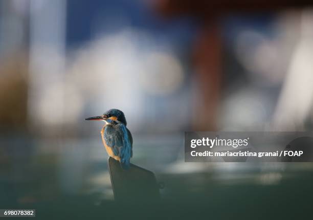 957 Pointed Beak Photos and Premium High Res Pictures - Getty Images 957 Pointed Beak Photos and Premium High Res Pictures - Getty Images