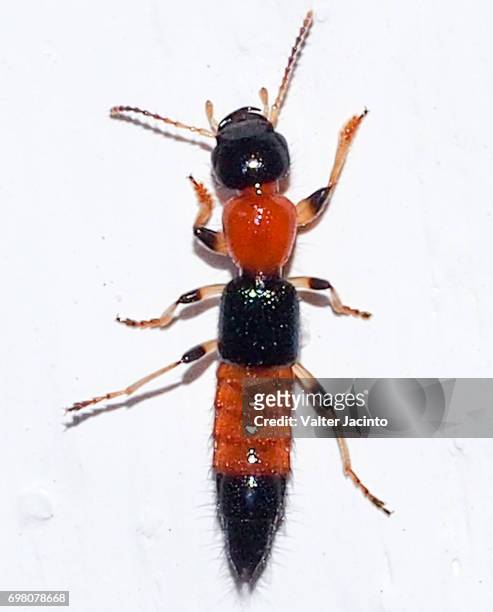 rove beetle (paederus littoralis) - asnillo fotografías e imágenes de stock