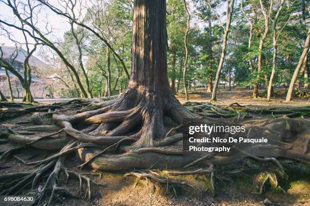 tree with overgrown roots - racine terre photos et images de collection