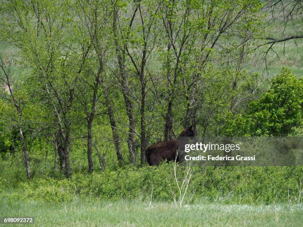 lonely llama grazing in south dakota - sturgis south dakota 個��照片及圖片檔