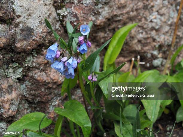 wild flowers of pulmonaria officinalis (common lungwort) - pulmonaria officinalis stock pictures, royalty-free photos & images