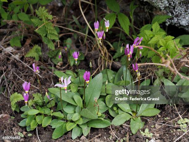 wild flowers of erythronium dens canis (dogtooth violet) - erythronium dens canis stock pictures, royalty-free photos & images