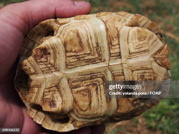 Present Tortoise Shell 159 Tortoise Shell Top View Stock Photos, High-Res Pictures, and Images ...
