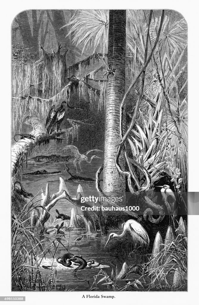 Florida Swamp, Florida, United States, American Victorian Engraving, 1872