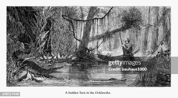 sudden turn in the ocklawaha river and swamp, florida swamp, florida, united states, american victorian engraving, 1872 - remote guarding stock illustrations