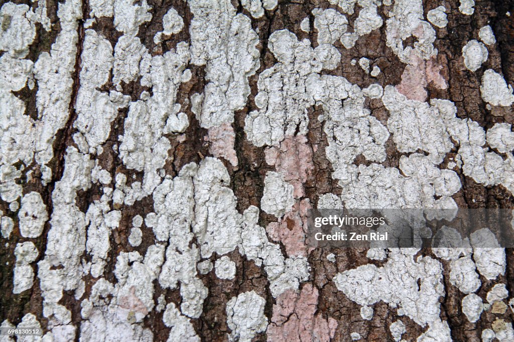 Close-up of pink and white Lichen growing on tree trunk in Florida, USA