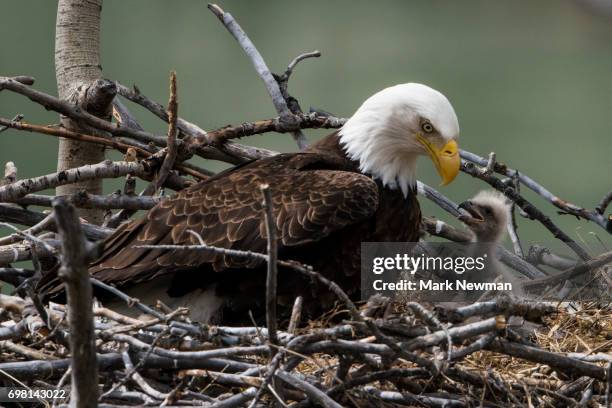 bald eagle, nesting - eagle nest stock-fotos und bilder