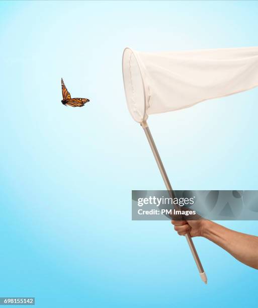 about to catch a butterfly with a net - catching butterflies stock pictures, royalty-free photos & images