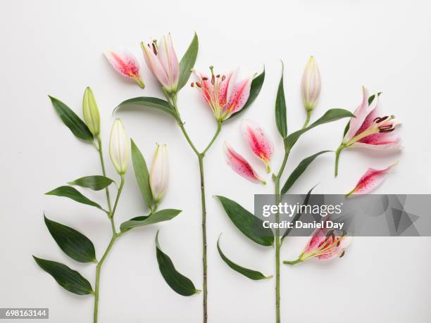 high angle view of pink and white lilies cut up into pieces laid out on a white background - lilien stock-fotos und bilder