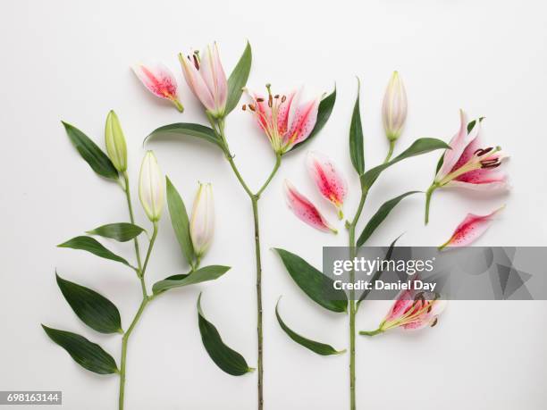 high angle view of pink and white lilies cut up into pieces laid out on a white background - おしべ ストックフォトと画像