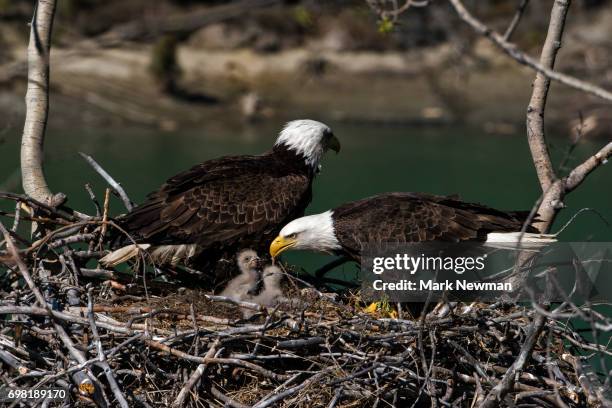 bald eagle, nesting - eagle nest foto e immagini stock