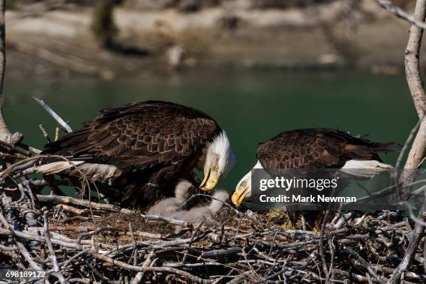 bald eagle, nesting - eagles nest imagens e fotografias de stock