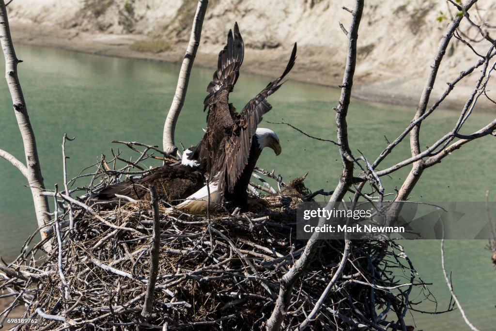 Bald Eagle Nesting High Res Stock Photo Getty Images bald-eagle-nesting-high-res-stock-photo-getty-images