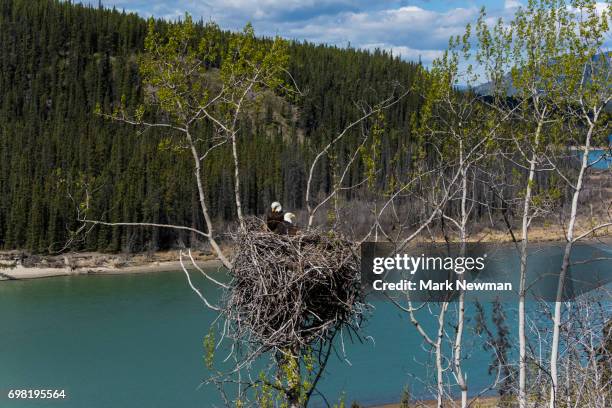 bald eagle, nesting - eagle nest stock-fotos und bilder