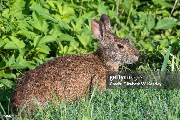 165 Marsh Rabbit Stock Photos, High-Res Pictures, and Images - Getty Images