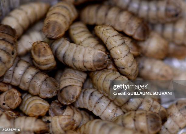 Picture taken on June 14, 2017 shows black soldier fly larvae, at stage 3 of their development in bio-waste, at the NextAlim company in Poitiers....