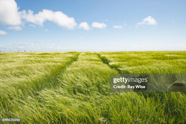 field of wheat in the wind on the white cliffs of dover - mois photos et images de collection