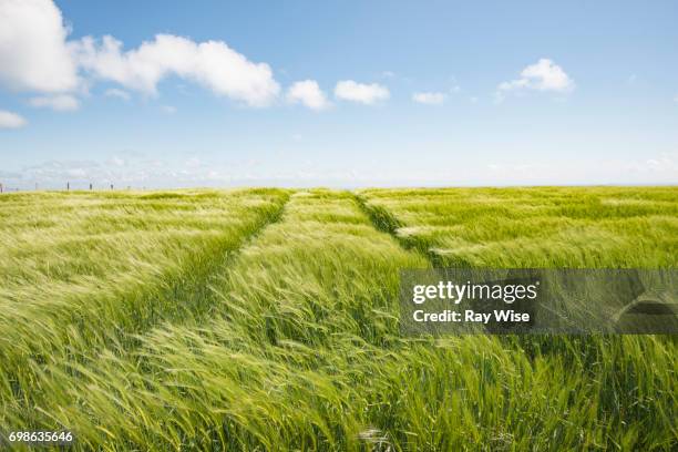 field of wheat in the wind on the white cliffs of dover - may month stock pictures, royalty-free photos & images