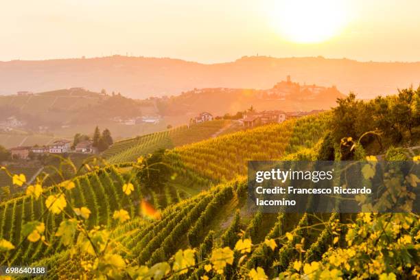 serralunga d'alba, piemonte. - sunset vineyard stockfoto's en -beelden